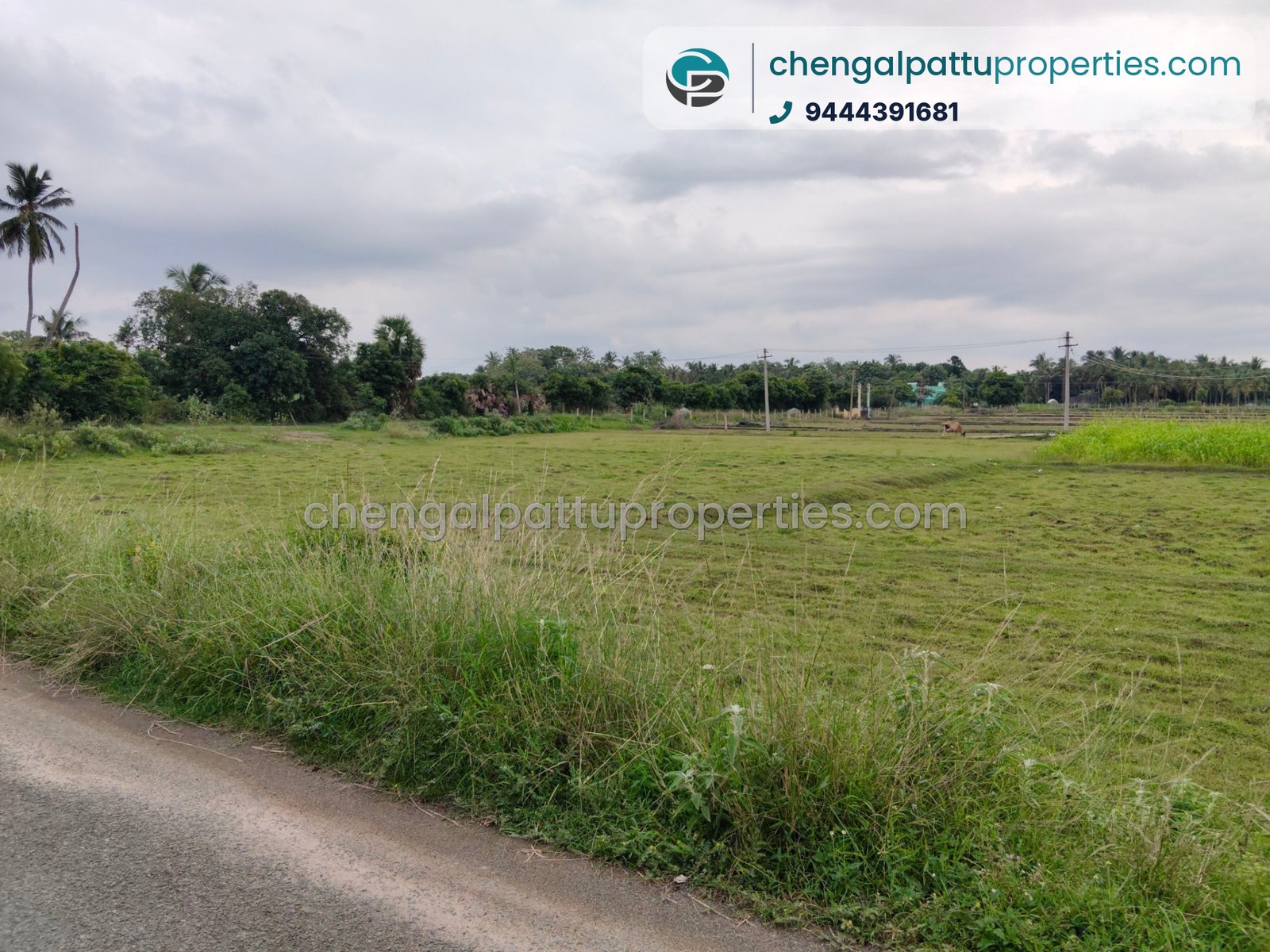 Agriculture Punjai - Farm land for sale in Chengalpattu - Soorai - photo 3 of 4