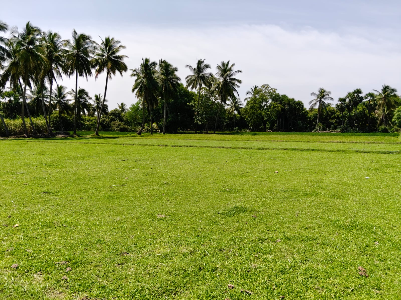 Chengalpattu Properties
