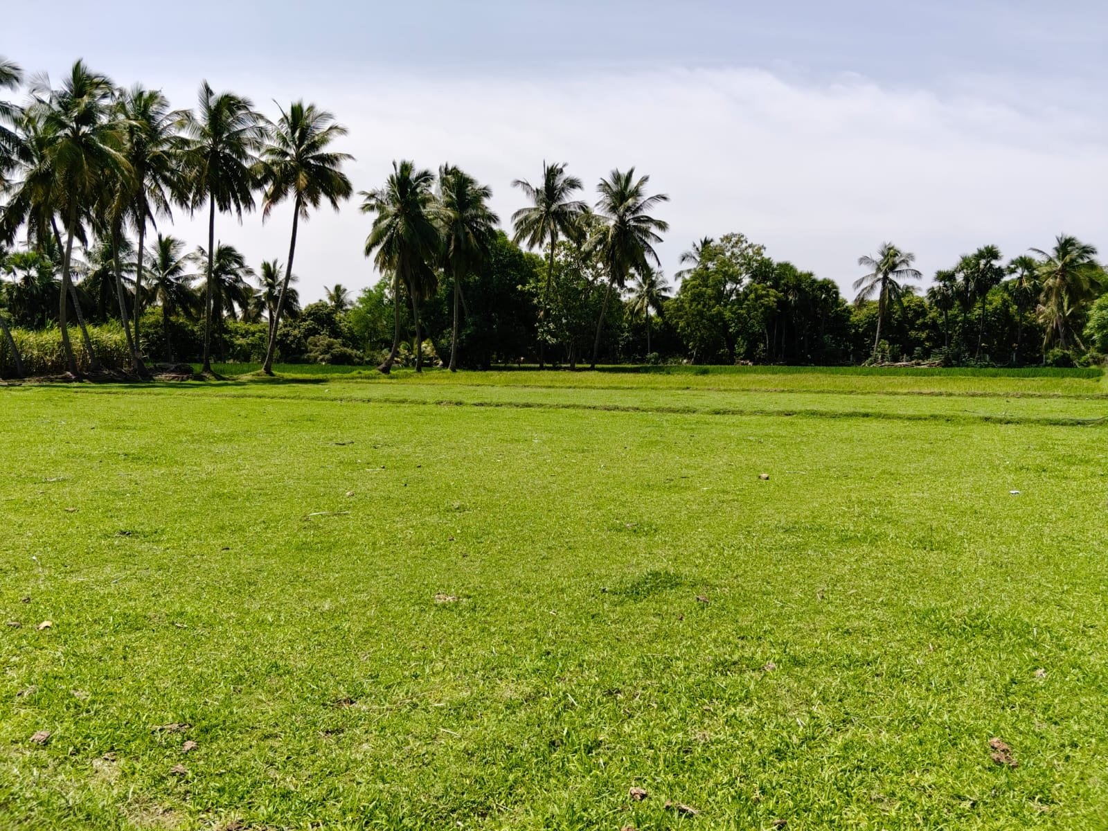 Chengalpattu Properties
